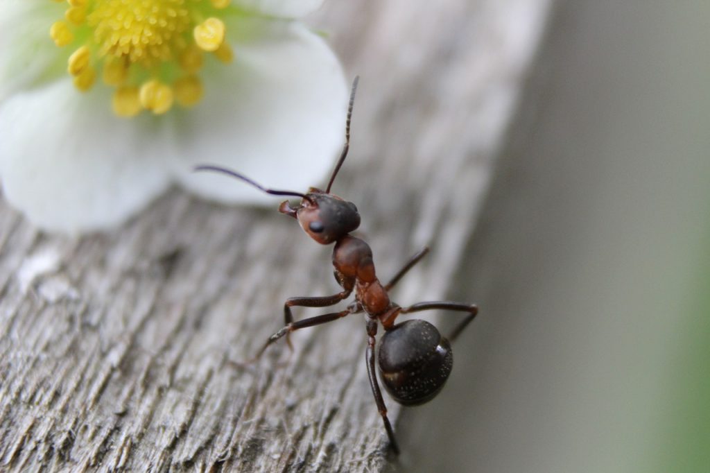 ant, ants, nature-954015.jpg
