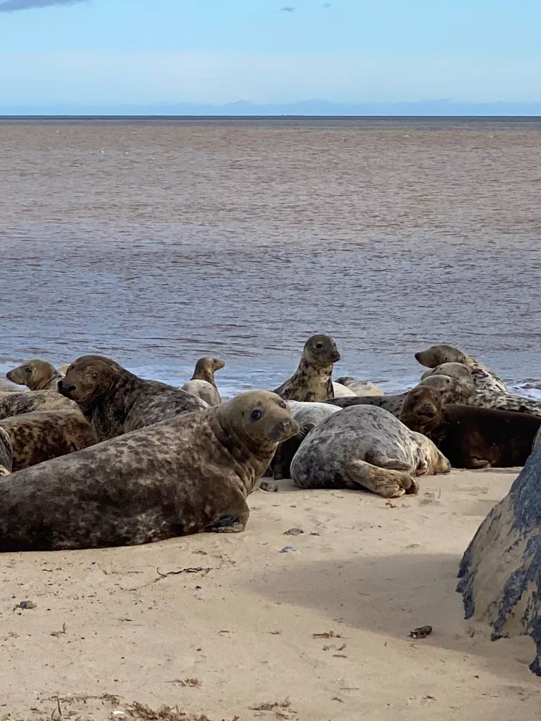 Lots of seals laying on the sand at the beach in Winterton