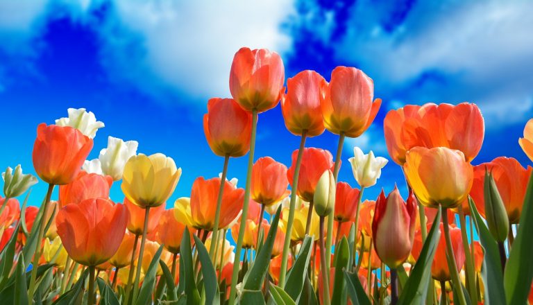 tulips, flowers, garden-3251607.jpg