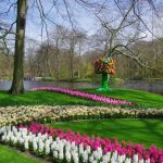 Keukenhof Dutch Tulips in the park in Netherlands