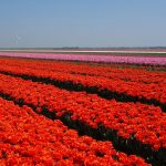 Red tulips in the fields in the Netherlands
