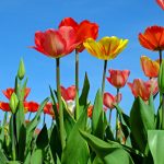 Red tulips in Netherlands in full bloom