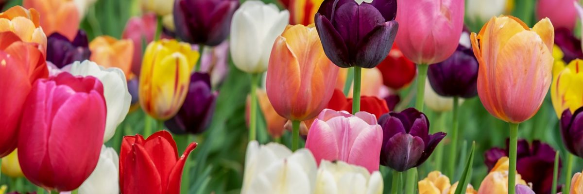 tulips, flowers, beautiful flowers-3365630.jpg