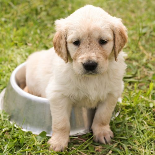 puppy, golden retriever, dog-1207816.jpg